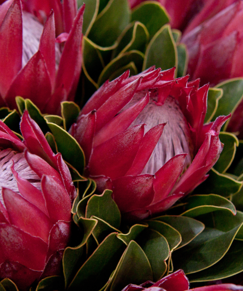 Protea