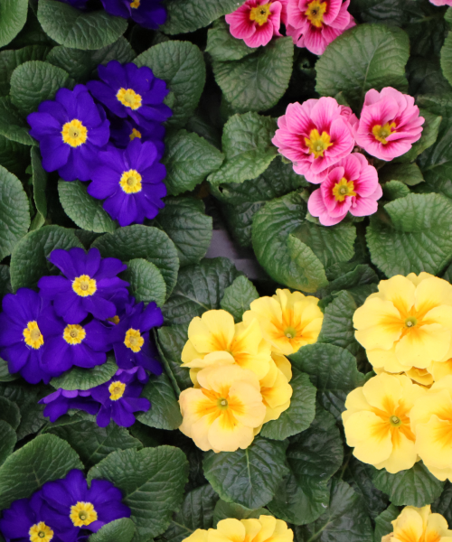 primula