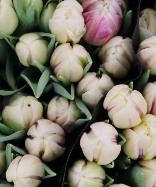tulipaner