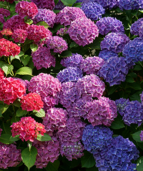 Hortensia