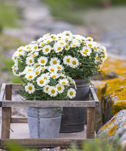 Argyranthemum_frutescens_04
