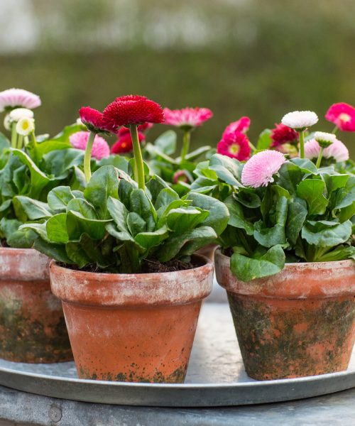 Bellis-3