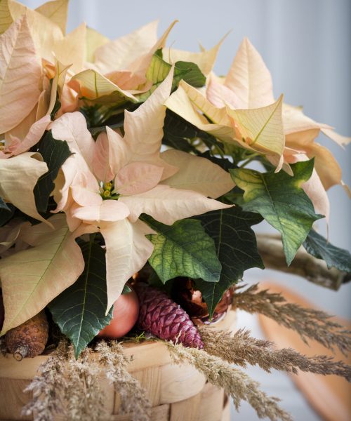 Euphorbia_pulcherrima_creme