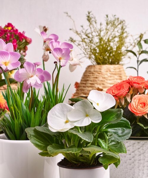 Firefly realistic photograph of summer flowers potted plants in professional style different sizes a (1)