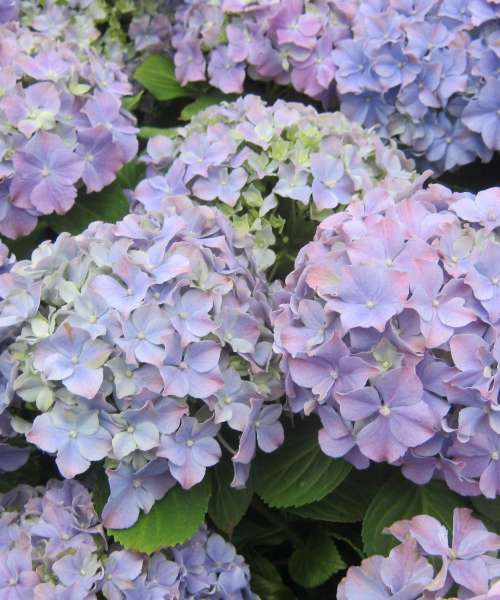 Hortensia (2)