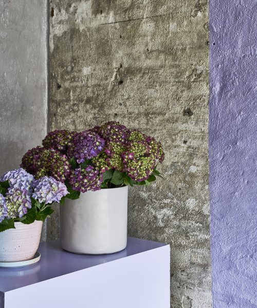 Hortensia3-10M