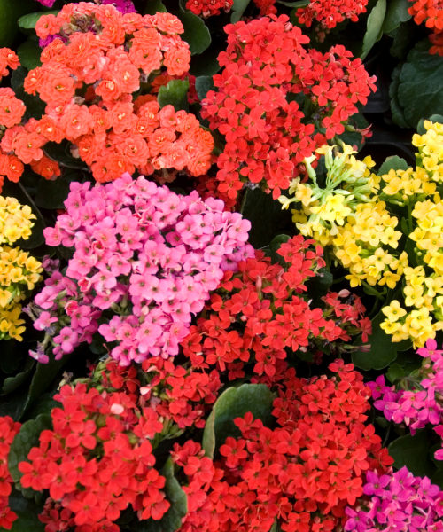 Kalanchoe