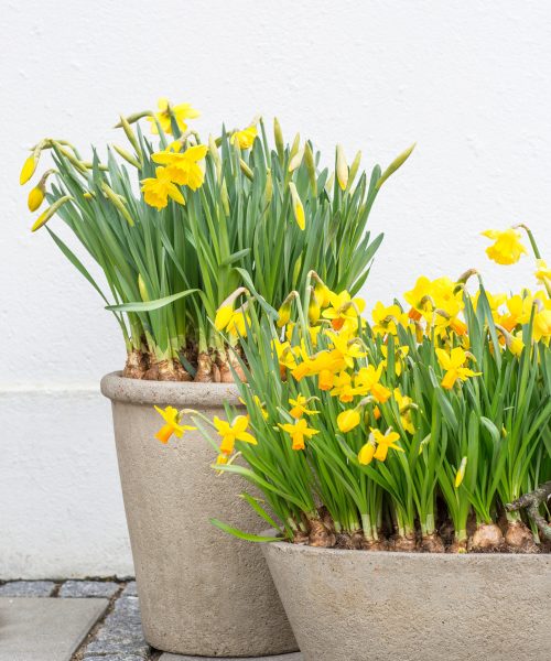Narcissus_cyclamineus_1390
