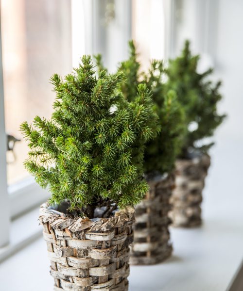 Picea-20141029Y61A3918