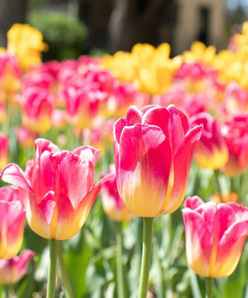 allie-witte-3MwJgZvDKlI-unsplash