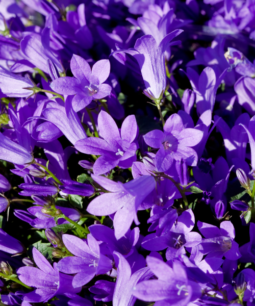 campanula (2)