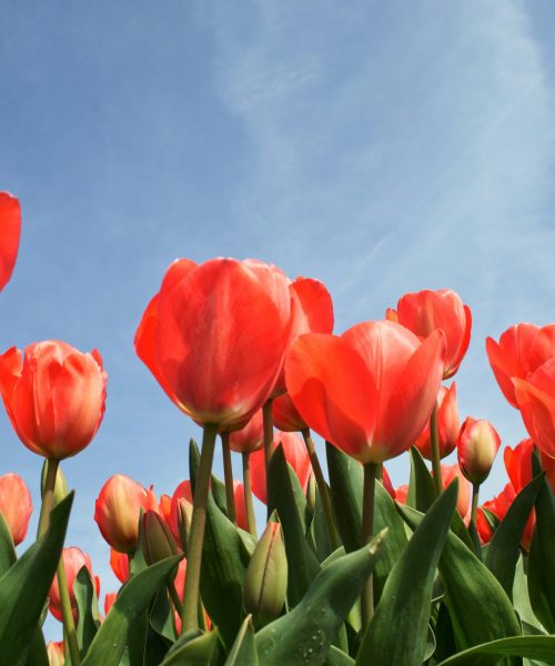 esther-gorlee--uGmFjqkHFU-unsplash