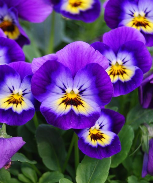 flowers-1084983