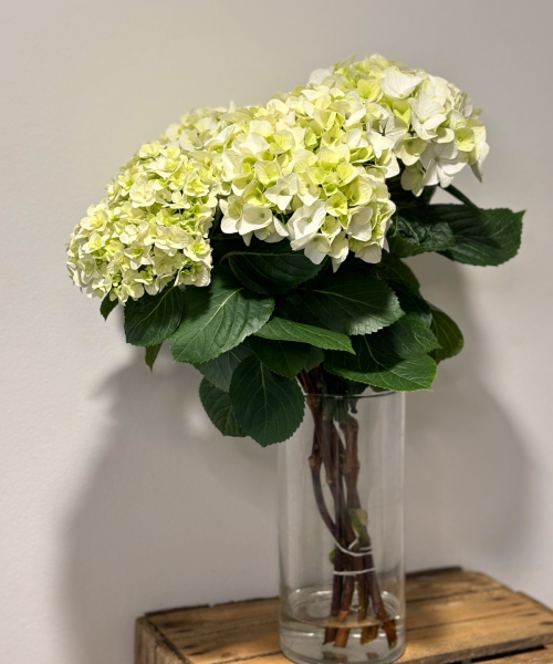 hortensia afskårne (3)