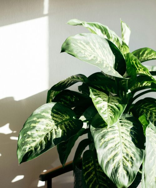 jelle-van-leest-0lgCVbwxkpY-unsplash