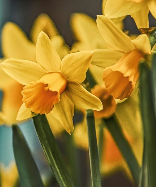 k-mitch-hodge--bmC0bWpqHk-unsplash