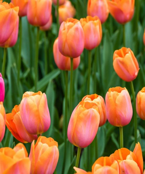 luca-florio-jLZVBAICew0-unsplash