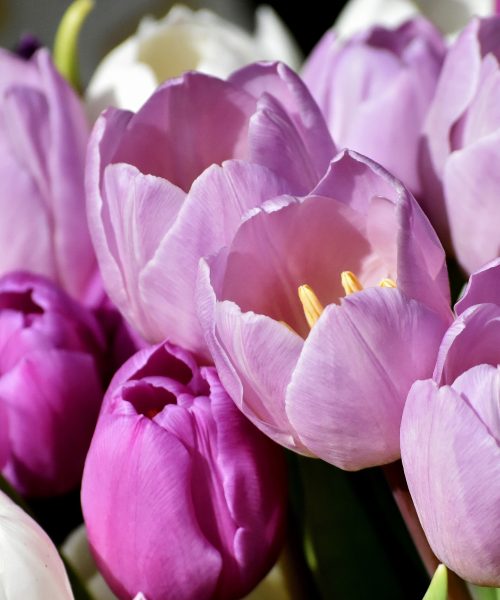 tulips-3319260