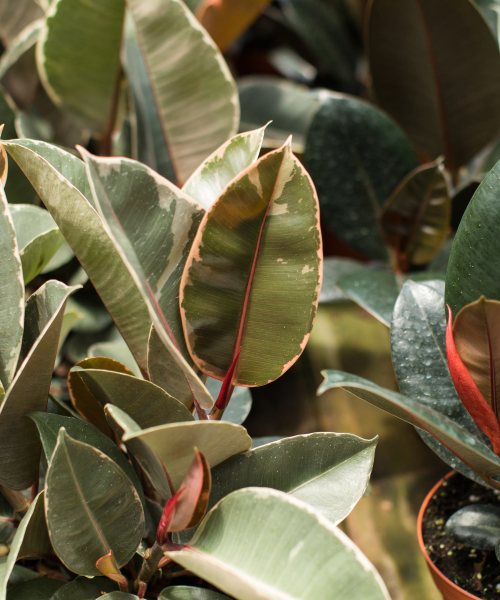 ficus
